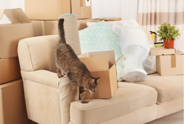 Moving day with pets — preparing rental for end of lease cleaning.